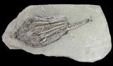 Bargain, Macrocrinus Crinoid Fossil - Indiana #52932-1
